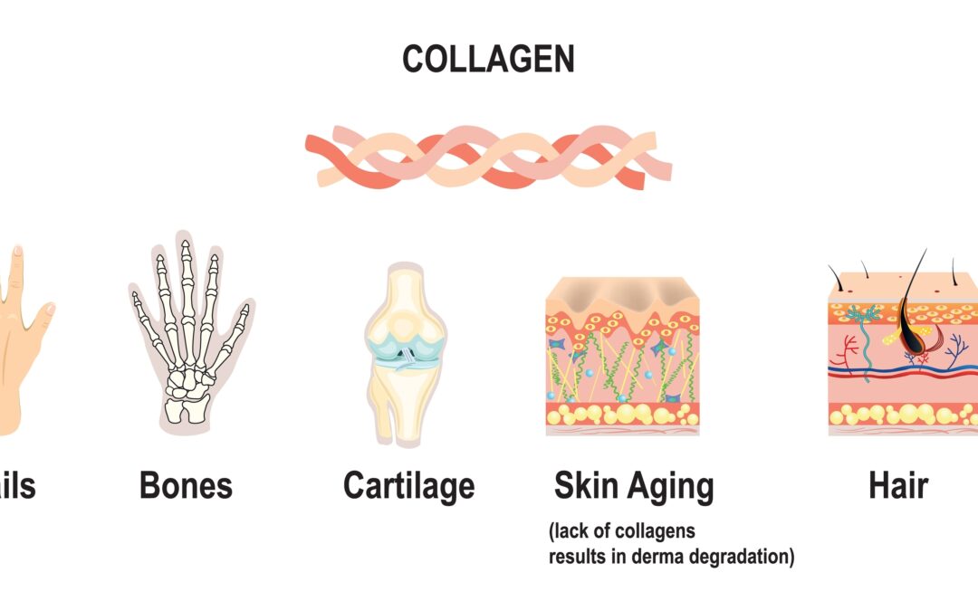 Connective Tissue: The Foundation of Your Overall Health and Mobility